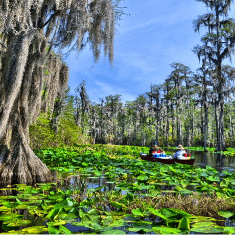 Okefenokee kayaking